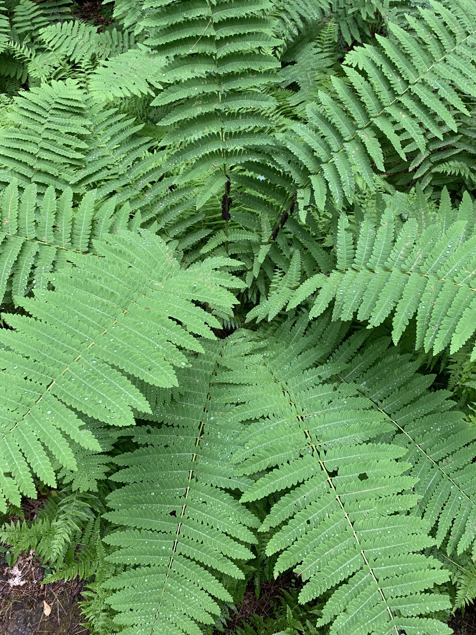 Close Up of ferns, Tully Trail, Royalston, MA