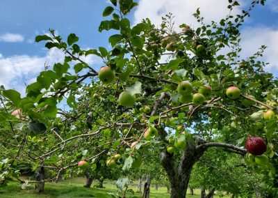 Late summer image from the apple orchard