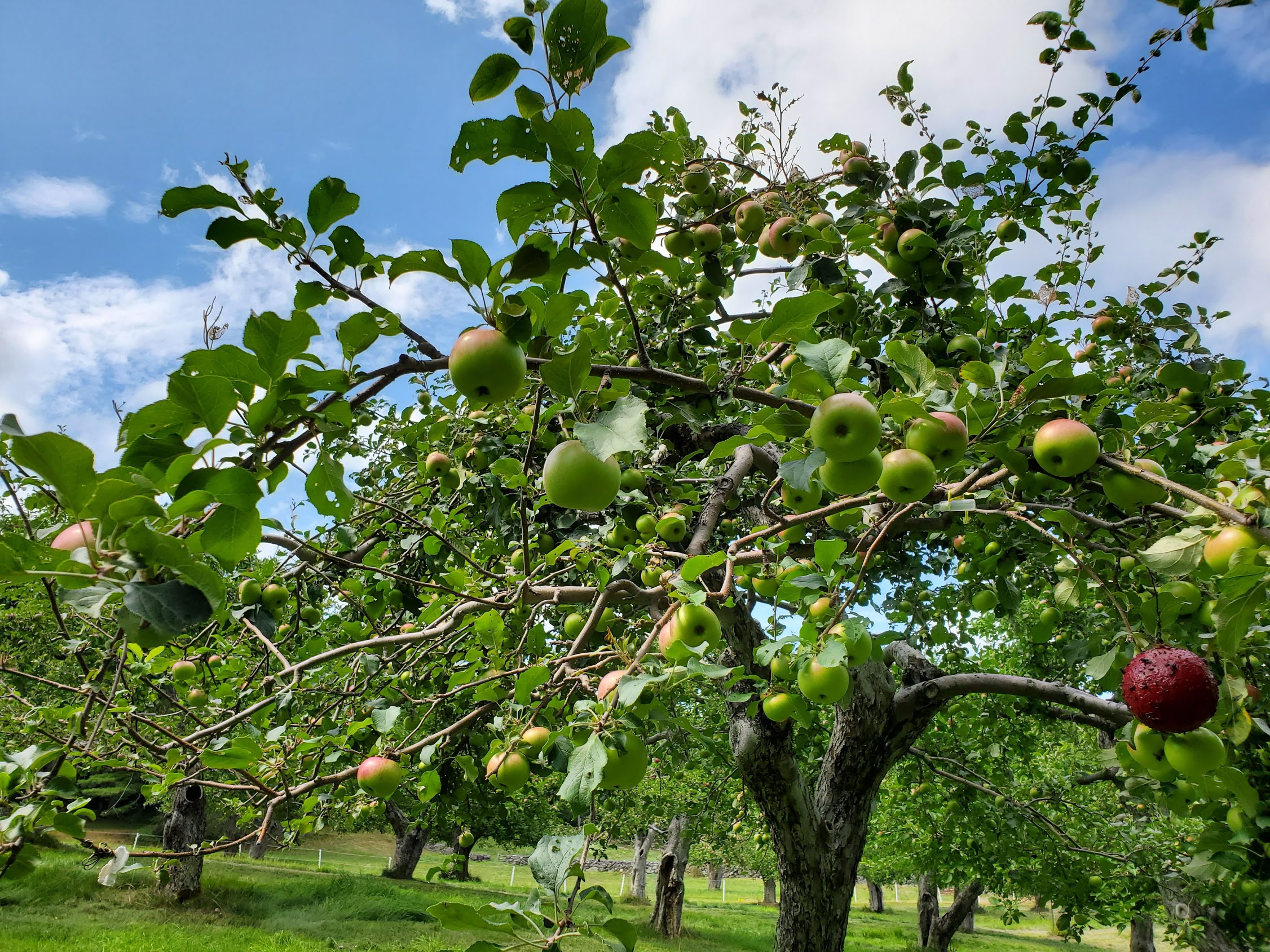 Late summer image from the apple orchard