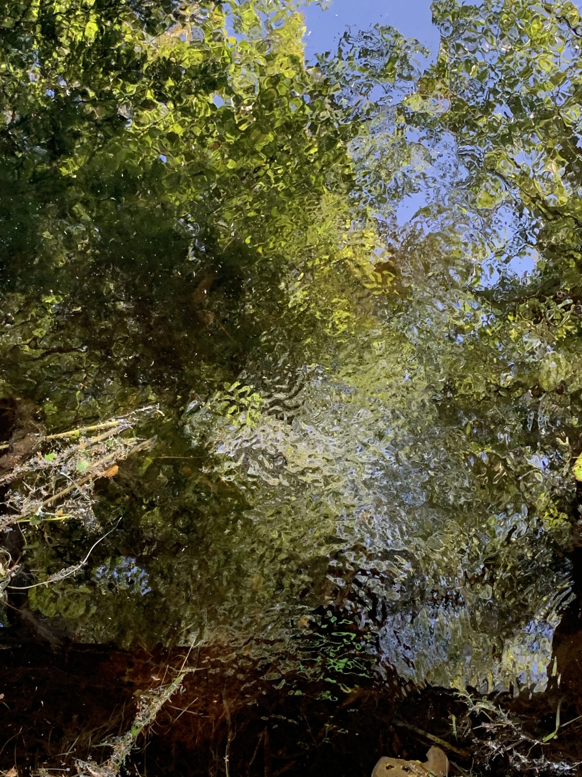 IMG_7432 copy Picture of Trees in August reflected in a Vernal Stream in New England