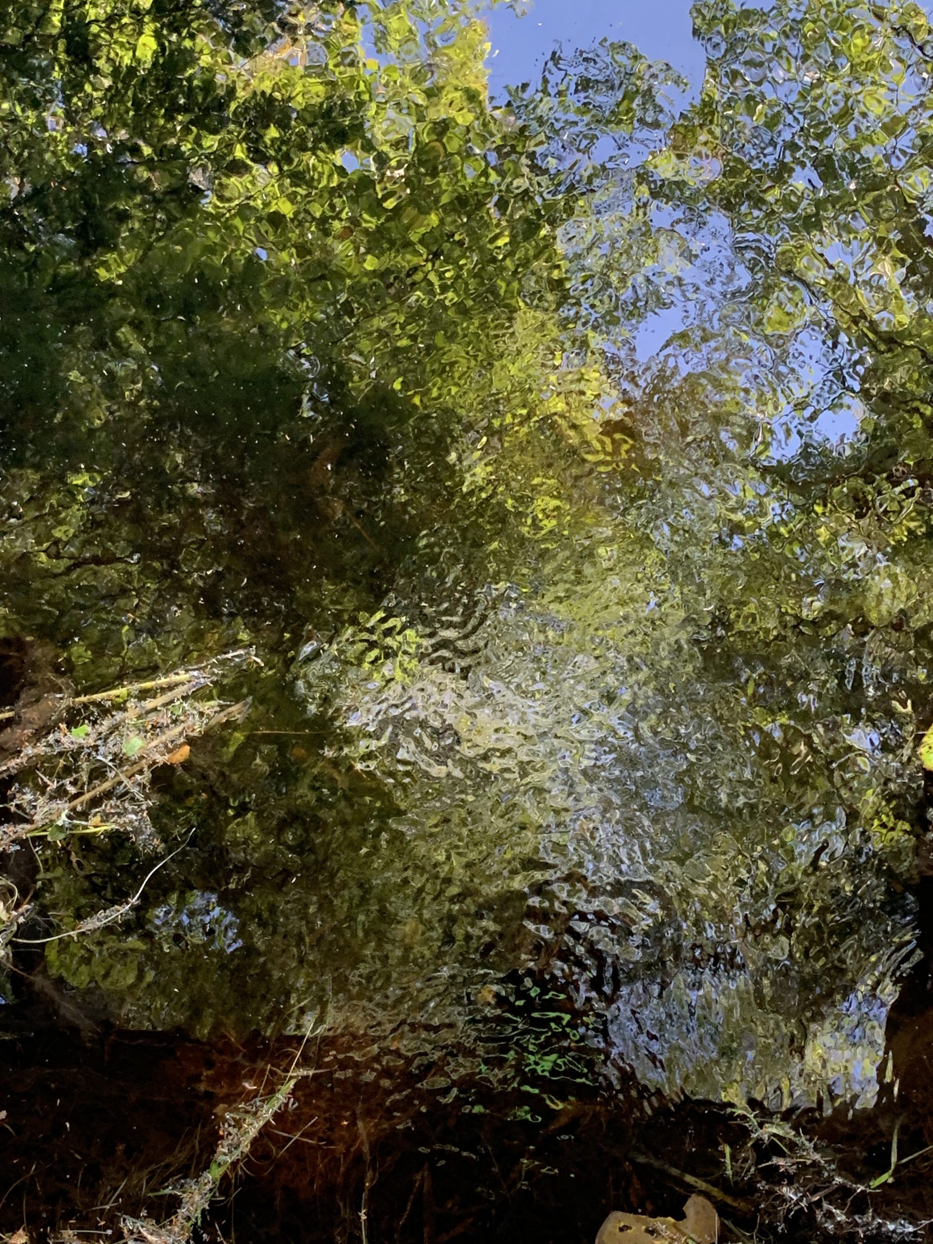 Picture of Trees in August reflected in a Vernal Stream in New England