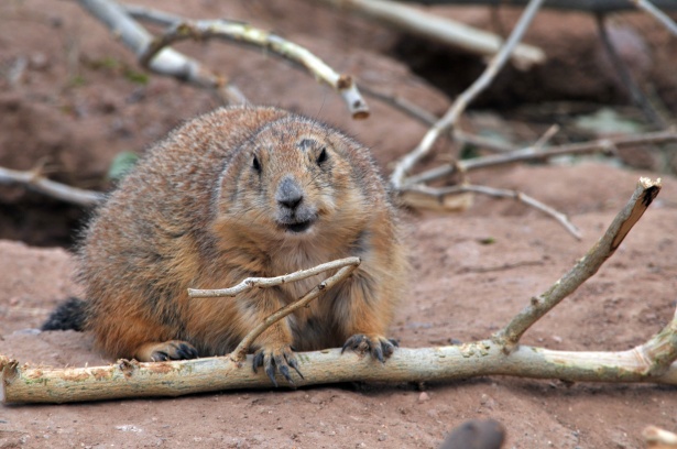 The Groundhog digs themselves a hole....Groundhog-ites United?